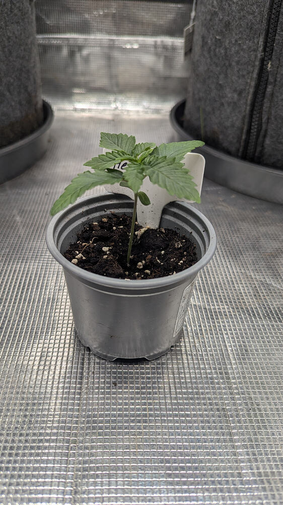Growreport Bild 1