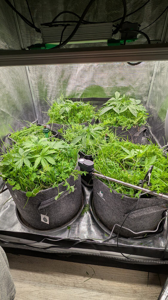 Growreport Bild 4