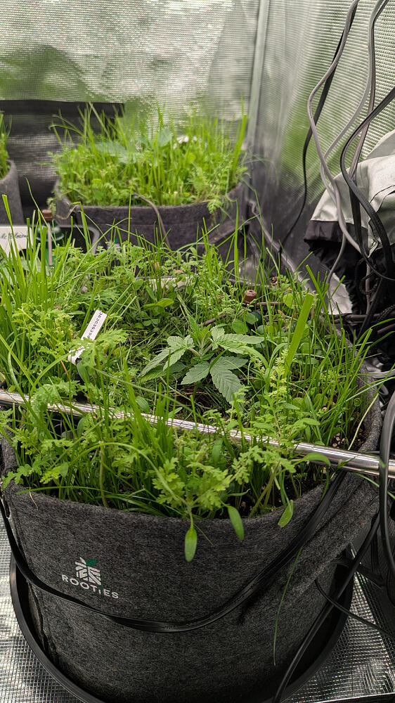 Growreport Bild 12