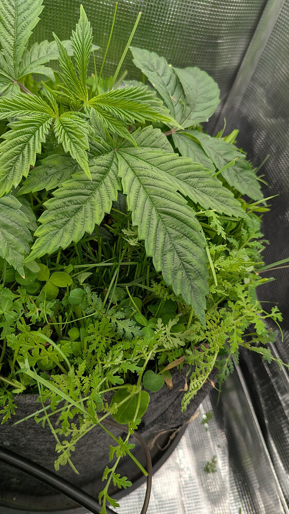 Growreport Bild 5