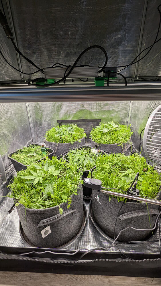 Growreport Bild 2