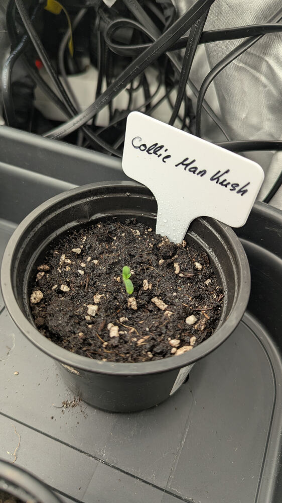 Ein kleiner Cannabis-Keimling in einem schwarzen Topf mit Erde. Ein weißes Pflanzenschild mit der Aufschrift "Collie Han Kush" steckt daneben im Boden.