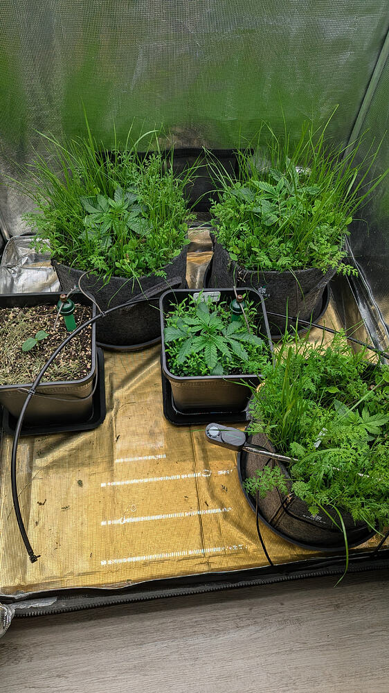 Growreport Bild 1