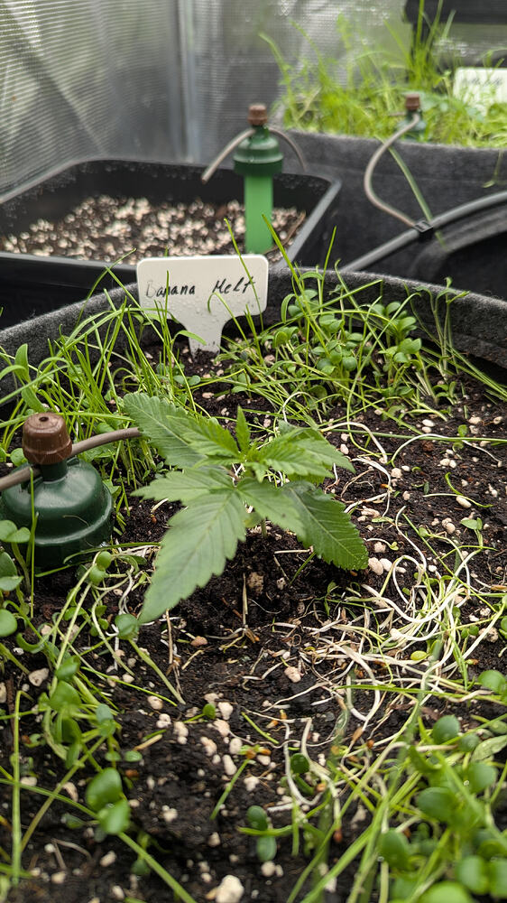 Growreport Bild 7