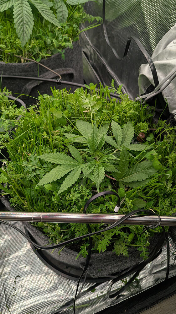 Growreport Bild 9
