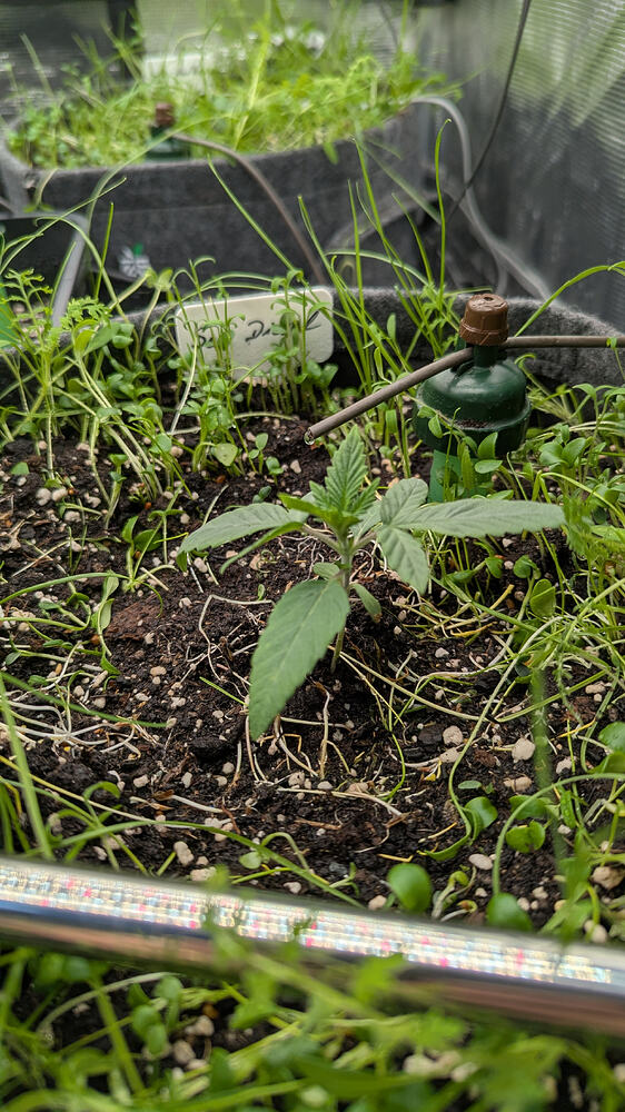 Growreport Bild 6