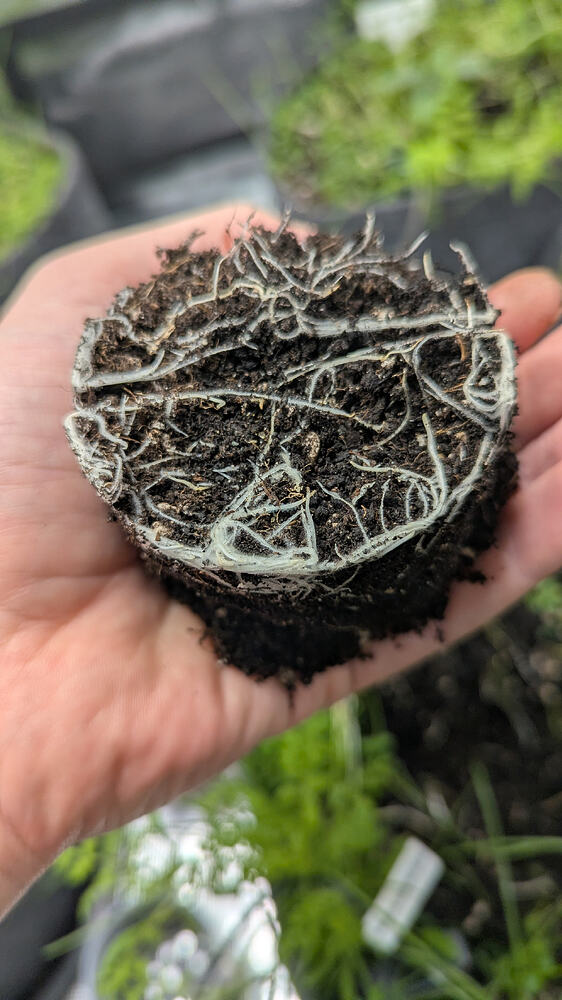 Growreport Bild 3