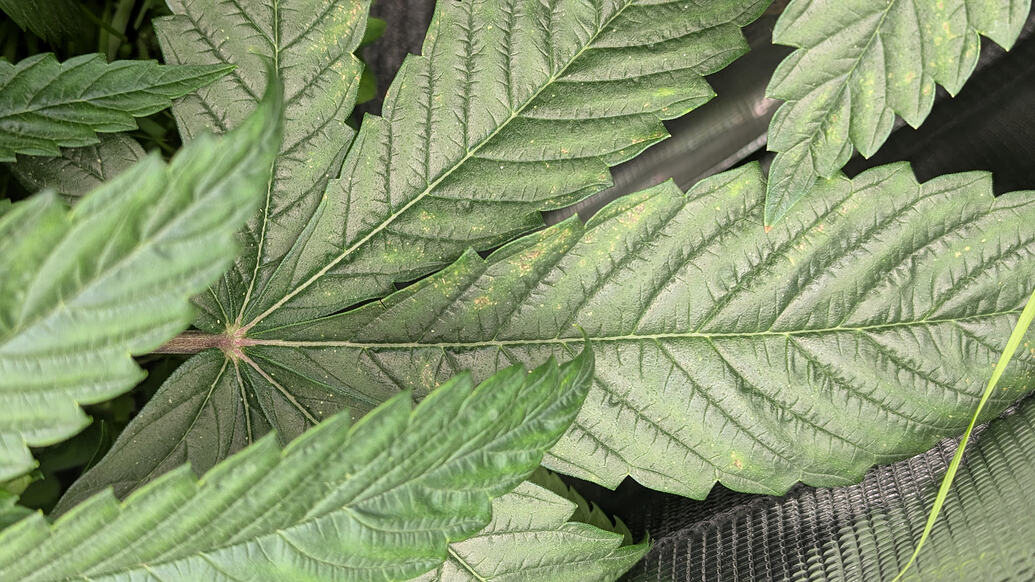 Nahaufnahme von Cannabisblättern mit braunen Flecken und Anzeichen von Nährstoffmangel.