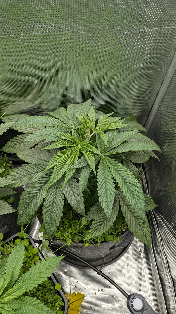 Eine einzelne, gesunde Cannabis-Pflanze in einem schwarzen Stofftopf, die sich in der Wachstumsphase befindet. Die Pflanze hat breite, dunkelgrüne Blätter und zeigt neues Wachstum an der Spitze. Sie steht in einem Grow-Zelt mit reflektierenden Wänden.