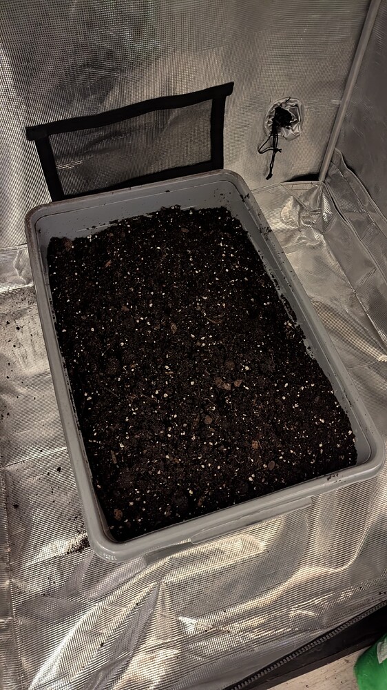 Ein großer grauer Behälter gefüllt mit dunkler Erde steht in einem Growzelt. Die Wände des Zeltes sind mit reflektierendem Material ausgekleidet.