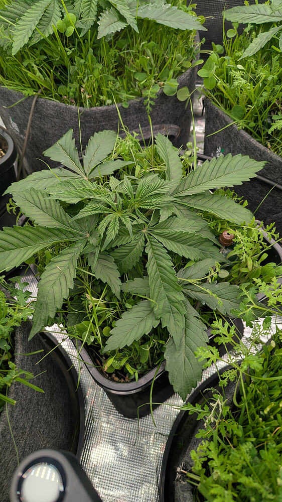Growreport Bild 12