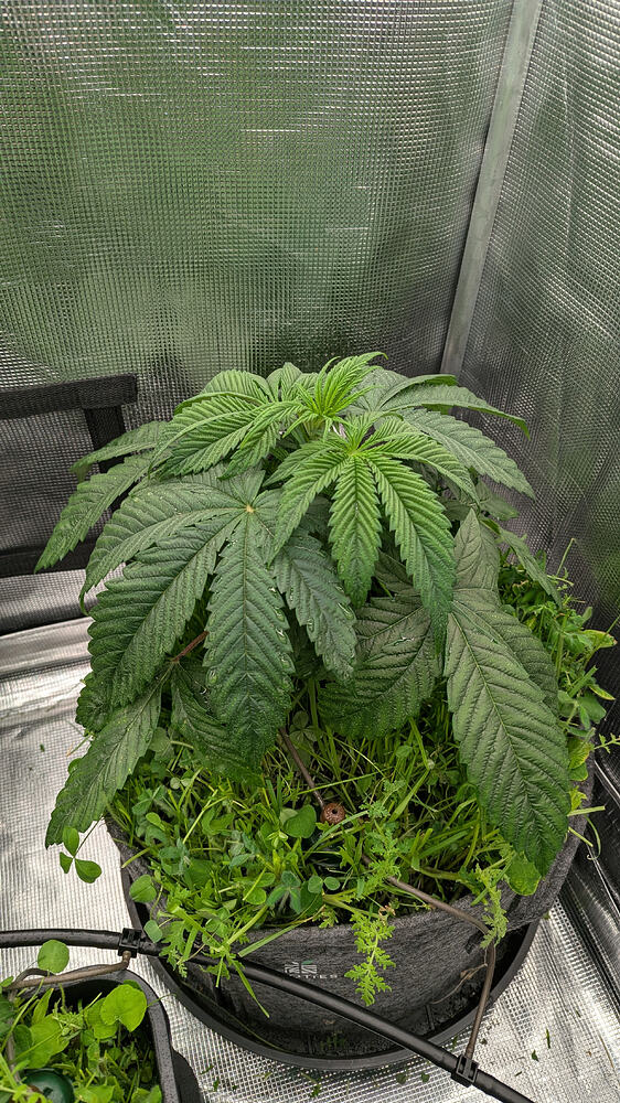 Growreport Bild 2