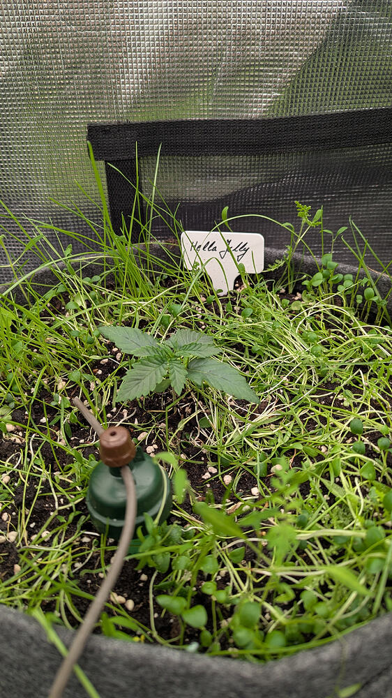 Growreport Bild 5